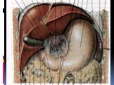 Анатомия  и топография желудка и его пищеварительных желез, тонкой и толстой кишки. Особенности у детей. Слайд: 32