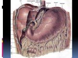 Анатомия  и топография желудка и его пищеварительных желез, тонкой и толстой кишки. Особенности у детей. Слайд: 35