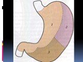 Анатомия  и топография желудка и его пищеварительных желез, тонкой и толстой кишки. Особенности у детей. Слайд: 44