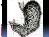 Анатомия  и топография желудка и его пищеварительных желез, тонкой и толстой кишки. Особенности у детей. Слайд: 46