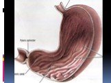 Анатомия  и топография желудка и его пищеварительных желез, тонкой и толстой кишки. Особенности у детей. Слайд: 49