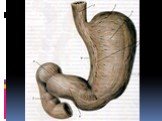 Анатомия  и топография желудка и его пищеварительных желез, тонкой и толстой кишки. Особенности у детей. Слайд: 60