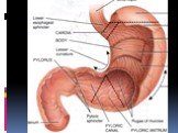 Анатомия  и топография желудка и его пищеварительных желез, тонкой и толстой кишки. Особенности у детей. Слайд: 62