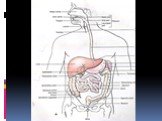 Анатомия  и топография желудка и его пищеварительных желез, тонкой и толстой кишки. Особенности у детей. Слайд: 7