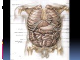 Анатомия  и топография желудка и его пищеварительных желез, тонкой и толстой кишки. Особенности у детей. Слайд: 80