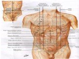 Анатомия  и топография желудка и его пищеварительных желез, тонкой и толстой кишки. Особенности у детей. Слайд: 92