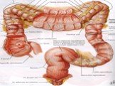 Анатомия  и топография желудка и его пищеварительных желез, тонкой и толстой кишки. Особенности у детей. Слайд: 93