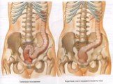 Анатомия  и топография желудка и его пищеварительных желез, тонкой и толстой кишки. Особенности у детей. Слайд: 98