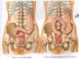 Анатомия  и топография желудка и его пищеварительных желез, тонкой и толстой кишки. Особенности у детей. Слайд: 99