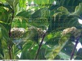 Сырное дерево. Сырное дерево, нони, моринда цитрусолистная (Morinda citrifolia) растение из семейства Мареновых. Это кустарник, максимально может вырасти до 6м, с красивыми большими темно-зелеными листьями. Родиной нони являются острова Тихого океана, хотя в последнее время оно быстро распространятс