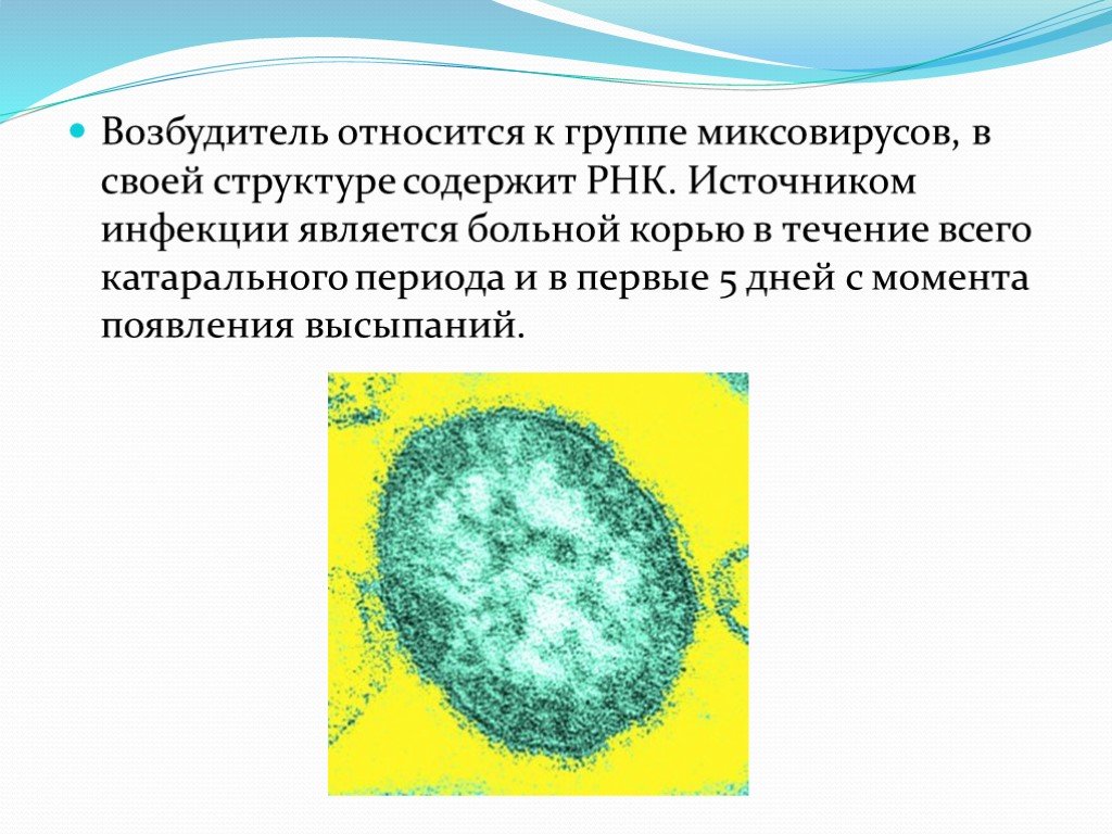 Корь презентация по микробиологии