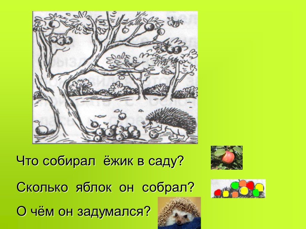 Презентация развитие речи 1 класс. Догадливый Ежик. Еж родственные слова. Как составить схему Ежик?. Сколько яблок собрал Ёжик рисунок.