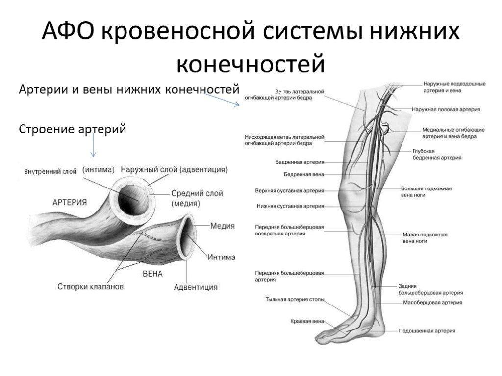 Анатомия вен ноги. Афо строения вен нижних конечностей. Атеросклероз артерий нижних конечностей классификация. Афо сосудов нижних конечностей. Схема строения вен нижних конечностей.