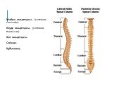 Мойын омыртқасы. (vertebrae cervicales) Кеуде омыртқасы. (vertebrae thoracicae) Бел омыртқасы. Сегізкөз. Құйымшақ.
