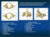 Первый шейный позвонок - атлант (вид сверху) - задний бугорок; 2 - борозда позвоночной артерии; 3 - поперечное отверстие; 4 - боковая масса атланта; 5 - ямка зуба; 6 - передняя дуга; 7-передний бугорок; 8 - поперечный отросток; 9 - верхний суставной отросток; 10 - задняя дуга. Шейный позвонок (вид с