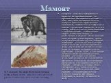 Мамонт. вымершее животное четвертичного периода. По строению скелета М. представляет значительное сходство с ныне живущим индейским слоном, которого несколько превосходил величиной, достигая 5,5 м длины и 3,1 м высоты. Громадные бивни М., до 4 м в длину, весом до 100 кг, были вставлены в верхнюю чел
