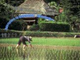 Большие плантации риса. Экскурсии по плантациям Джунгахоры.