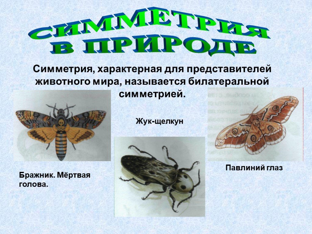 Тип симметрии комара. Жук симметрия. Билатеральная симметрия у животных. Тип симметрии жука. Симметрия животного жука.