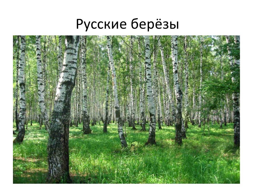 Презентация березка. Русские березы. Лес богатство нашей Родины. Лес наше богатство. Леса нашей Родины.