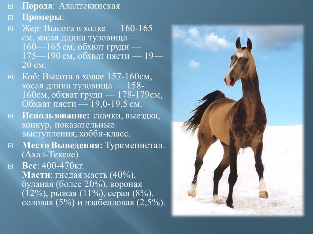Верховой характеристика. Пегий ахалтекинец. Промеры ахалтекинской породы лошадей. Ахалтекинская лошадь. Высота лошади в холке.