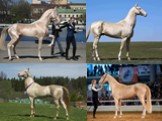 Ахалтекинская порода лошадей Слайд: 7