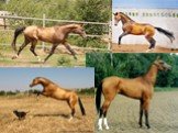 Ахалтекинская порода лошадей Слайд: 9