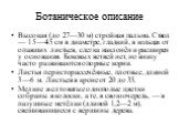 Ботаническое описание. Высокая (до 27—30 м) стройная пальма. Ствол — 15—45 см в диаметре, гладкий, в кольцах от опавших листьев, слегка наклонён и расширен у основания. Боковых ветвей нет, но внизу часто развиваются опорные корни. Листья перисторассечённые, плотные, длиной 3—6 м. Листьев в кроне от 