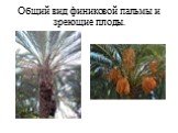 Общий вид финиковой пальмы и зреющие плоды.