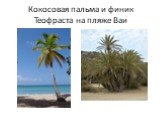 Кокосовая пальма и финик Теофраста на пляже Ваи