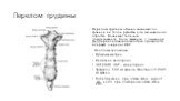 Перелом грудины. Перелом грудины обычно возникает на границе ее тела и рукоятки или мечевидного отростка. Возникает типичная локализованная боль, связанная с дыханием. Дифференциальная диагностика проводится в первую очередь с ИБС. Неотложная помощь: Пульсоксиметрия Ингаляция кислорода ЭКГ (ЭКП), ЭК