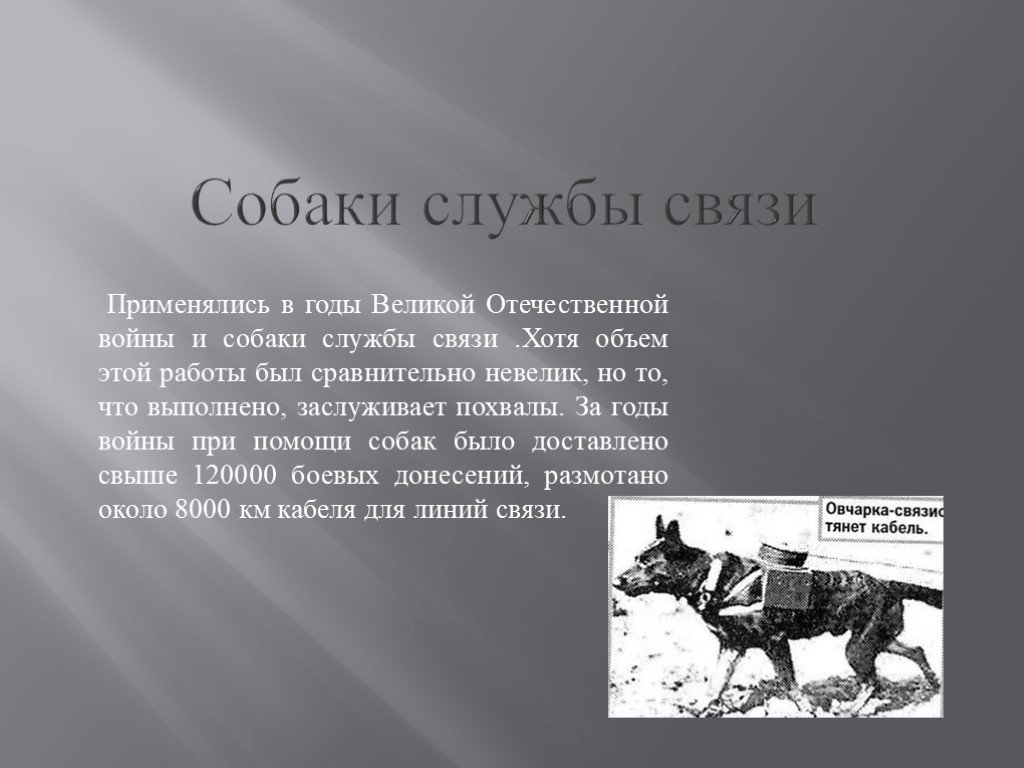 Кинологическая служба в годы великой отечественной войны проект