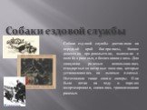 Собаки ездовой службы. Собаки ездовой службы доставляли на передний край боеприпасы, боевее донесения продовольствие, вывозили с поля боя раненых, обеспечивали связь .Для эвакуации раненых использовались стандартные санитарные носилки, которые устанавливались на лыжные полозья. Изготовляли такие сан