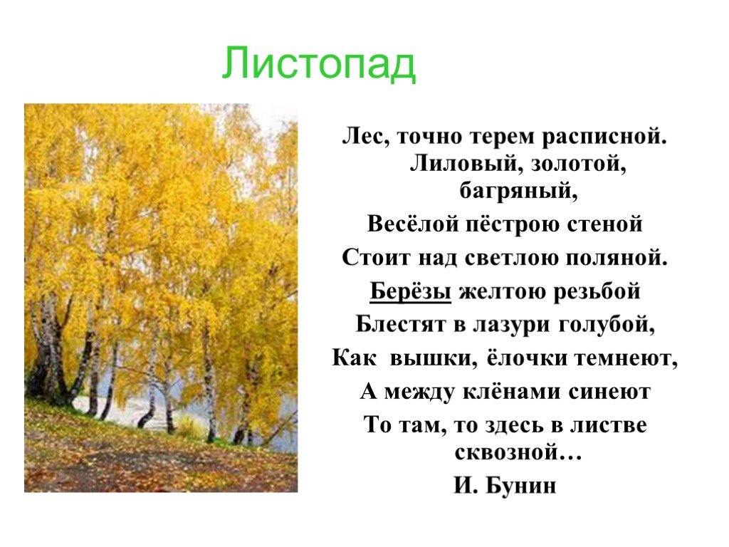 Листопад сравнения. Бунин березы желтою. Бунин березы желтою резьбой. Листопад лес, точно Терем расписной, лиловый, золотой, багряный,. Листопад лес точно Терем расписной.