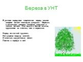 Береза в УНТ. В устном народном творчестве перед нашим взором встает молодая девушка – березка, с зелеными косами, которые спадают с тонких ветвей. Она одета в белое платье, кружевное из листвы, вся в сережках. Наряд ее легкий чудесен, Нет дерева сердцу милей, И сколько задумчивых песен Поется в нар