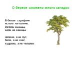 О березе сложено много загадок. В белом сарафане встала на поляне, Летели синицы, сели на косицы Зелена, а не луг, бела, а не снег, кудрява, а не человек