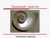 Природный фрактал. Раковина Nautilus