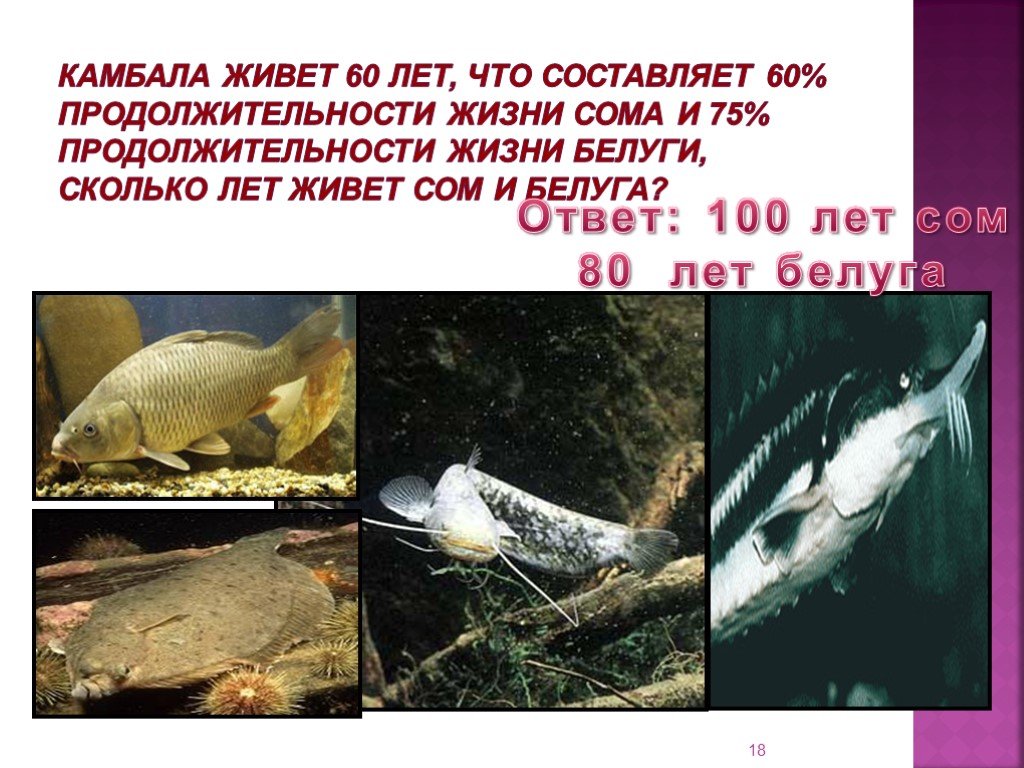 Сом живет лет. Сом срок жизни. Продолжительность жизни рыбы сом. Сом Продолжительность жизни в природе. Продолжительность жизни сома.
