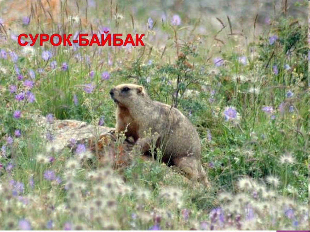 Луганский заповедник животные. Сурок-Байбак в Воронежской области. Байбак Стрельцовская степь. Сурок-Байбак в Белгородской области. Сурки в степи Курск.