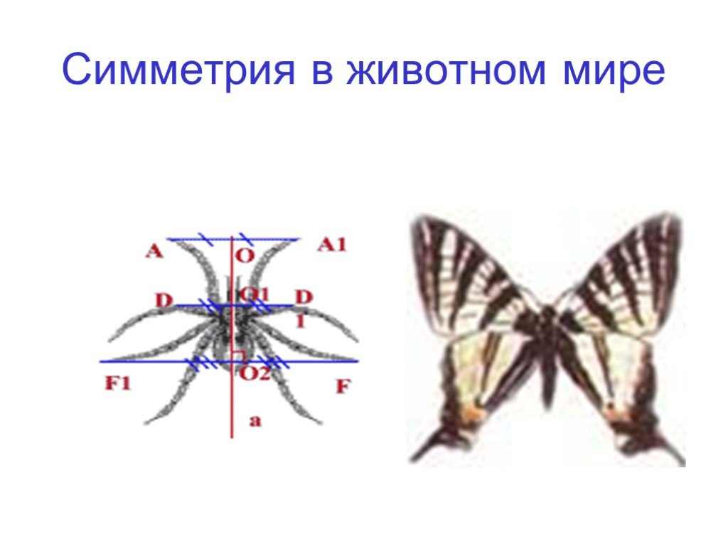 Тип симметрии комара. Симметрия в животном мире. Осевая симметрия рисунки. Симметрия в мире животных. Центральная симметрия животные.