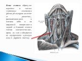 Вены глотки образуют переднее и заднее глоточные сплетения (plexus pharyngeus anterior et posterior), располагающиеся в мягком нёбе и на наружной поверхности задней и боковой стенок глотки соответственно, кровь из них собирается во внутреннюю яремную вену (v. jugularis interna).