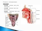 В полости глотки различают три отдела: верхний - носовая часть, или носоглотка средний - ротовая часть или ротоглотка; нижний - гортанная часть, или гортанноглотка.