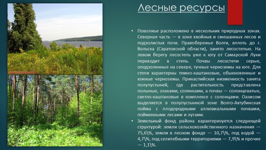 Лесной какая область. Лесные ресурсы Поволжского района. Природные ресурсы Поволжья Лесные. Лесные ресурсы Поволжья кратко. Природные ресурсыgjdjk;MZ.