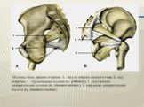 Мышцы таза, правая сторона. А - вид со стороны полости таза; Б - вид снаружи; 1 - грушевидная мышца (m. piriformis); 2 - внутренняя запирательная мышца (m. obturator internus); 3 - наружная запирательная мышца (m. obturator externus)