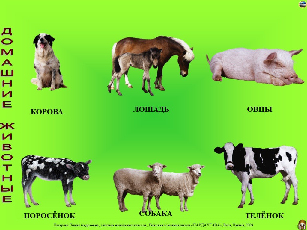 Корова коза овца свинья. Клички животных коров. Корова и свинья. Кличка теленка. Корова и собака.