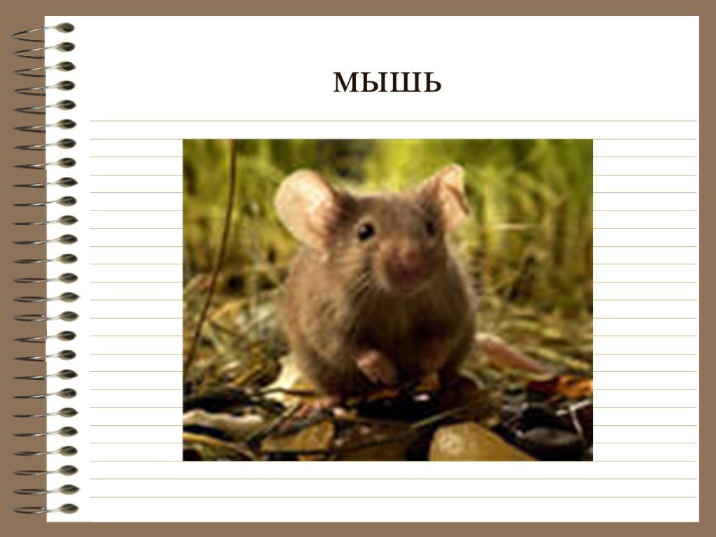 Предложение слово мышь. Слайд мышь. Слово мышь. Мышиные слова. Маленькое предложение со словом мышь.