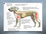Физиологические особенностипитания и пищеварительной системы собак и кошек. Слайд: 11