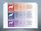 Физиологические особенностипитания и пищеварительной системы собак и кошек. Слайд: 13
