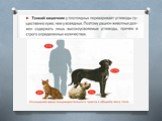Физиологические особенностипитания и пищеварительной системы собак и кошек. Слайд: 6