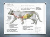 Физиологические особенностипитания и пищеварительной системы собак и кошек. Слайд: 7