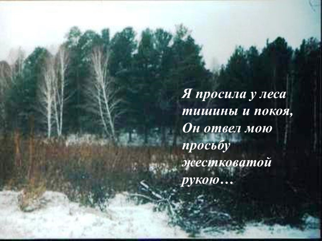 Тишину люблю в тишине покой. Высказывания про лес. Хочется тишины и спокойствия. Стих тишина в лесу. Цитаты о лесах.